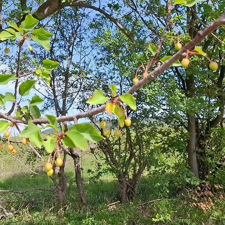 Feliks Διαμέρισμα *