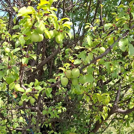 Διαμέρισμα Feliks Resavica