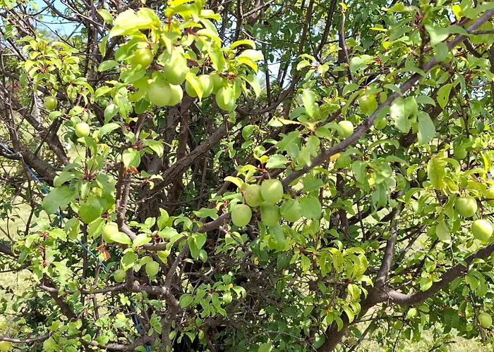 דירה Feliks Resavica